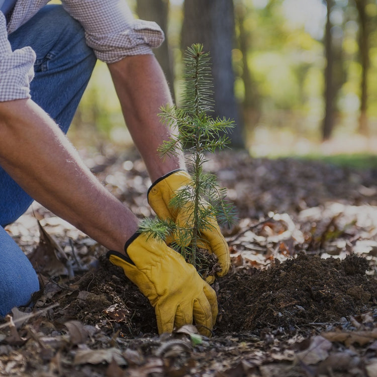 One Tree Planted